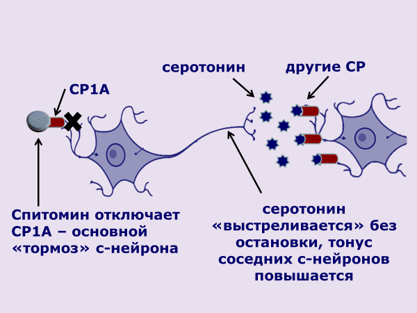 Рис. 6. Действие буспирона (Спитомина) на пораженные с-нейроны при тревоге (2-3 недели).