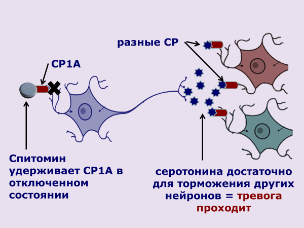 Рис. 7. С-нейроны восстанавливают свой контроль над другими нервными клетками под влиянием буспирона (Спитомина).