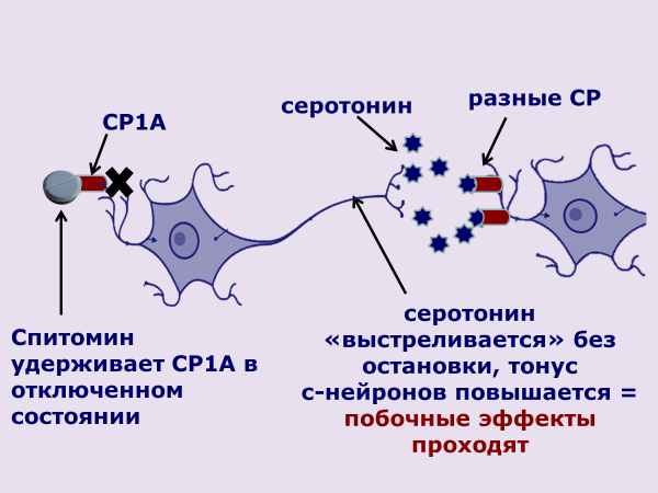 Рис. 8. Действие буспирона (Спитомина) на нормальные с-нейроны при тревоге (2-3 недели).