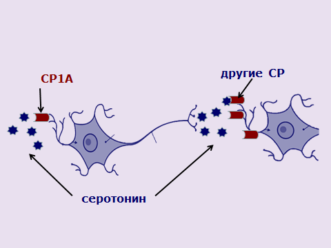 Рис. 2. СР1А – основные «тормоза» с-нейронов