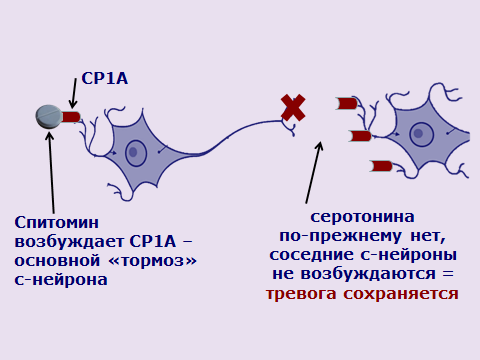 Рис. 4. Действие буспирона (Спитомина) при тревоге на пораженные с-нейроны (первые дни).